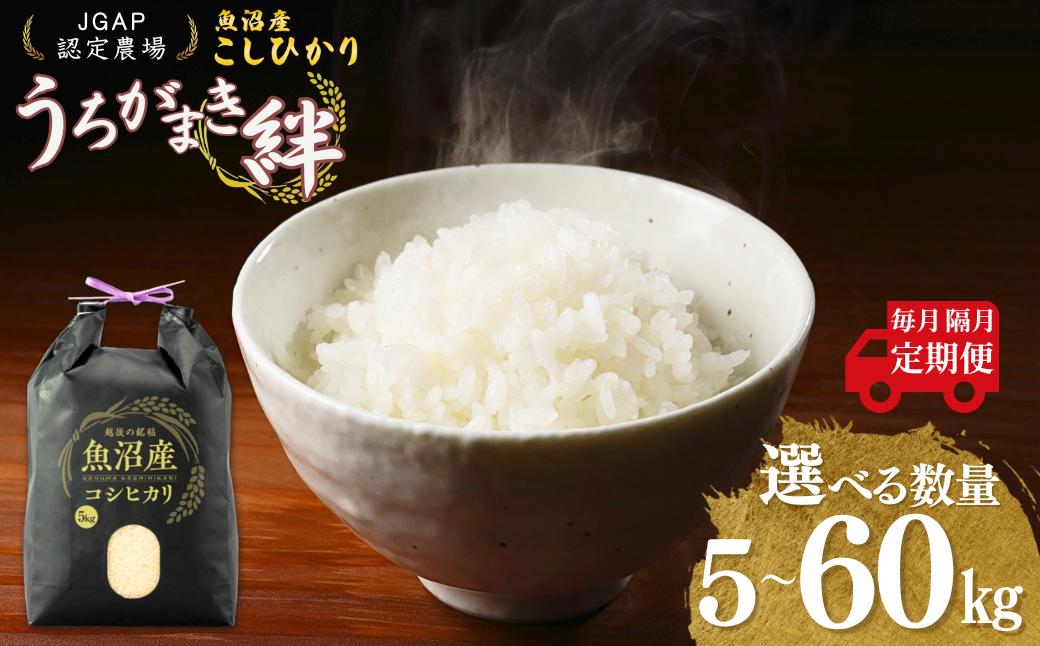 
            【JGAP認証農場】令和7年産 魚沼産コシヒカリ 選べる数量・回数・定期便 5kg / 10kg / 15kg / 30kg / 60kg うちがまき絆 | 新潟県産 コシヒカリ お米 米 おこめ こめ コメ こしひかり 精米 白米 魚沼産 ブランド米 人気 おすすめ 産地直送【0002-UK01SV00-02】
          
