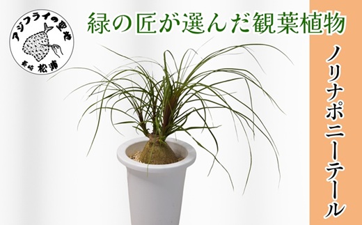 緑の匠が選んだ観葉植物 素敵な空間づくりに ノリナポニーテール( 観葉植物 ノリナポニーテール インテリア 植物 贈り物 送料無料 )【B3-069】