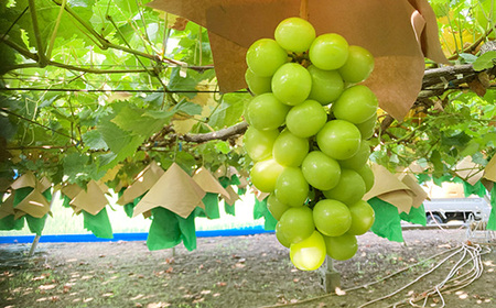 【数量限定】【2025年発送分 先行予約】シャインマスカット（５ｋｇ以上・８～１０房）　シャイン マスカット ぶどう ブドウ 葡萄 フルーツ 果物 くだもの 山梨 やまなし 富士川町