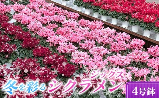 
                  小国園芸 冬を彩る シクラメン ジックス 4号鉢 色おまかせ 花 鉢植 F21C-304
                