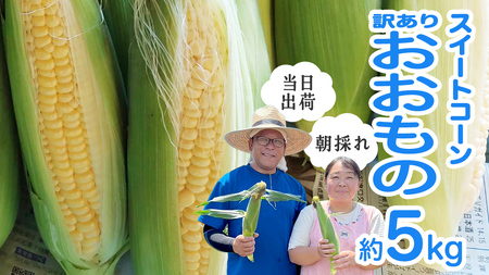 【 朝採れ 当日出荷 】 訳あり スイートコーン 「 おおもの 」 約5kg 甘い 新鮮 皮付き トウモロコシ とうもろこし コーン 野菜 [DX008ci]