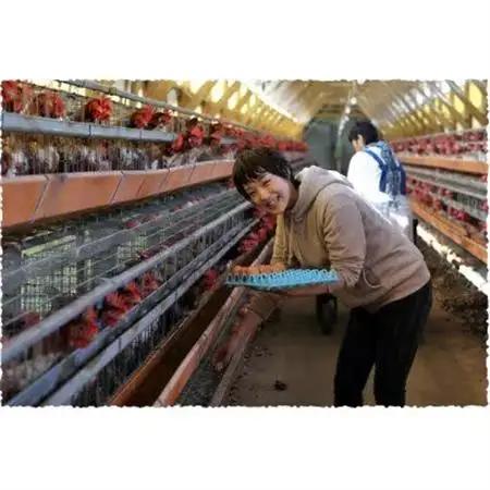 吉川養鶏のグルメ卵(L～Mサイズ10個×3パック)　贈答箱　観光協会推奨【はしまブランド】認定品　【配送不可地域：離島】【1720134】
