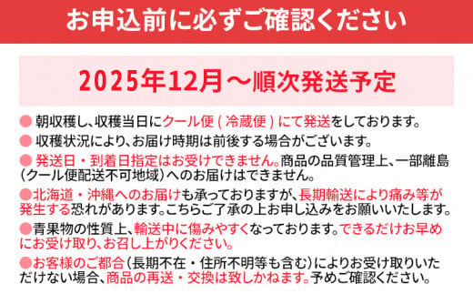 年内発送 12月限定 高級 あまおう ギフト 数量限定 400g以上（約12粒～16粒程度）【2025年12月出荷予定】 福岡県 大木町 BD06