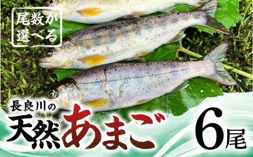 【ふるさと納税】尾数が選べる 郡上産 長良川の天然あまご 6尾 / 食品 魚介類 水産加工品 その他水産物 アマゴ 10000円 G0079c