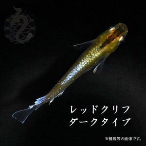 メダカ「レッドクリフ・ダークタイプ」3ペア