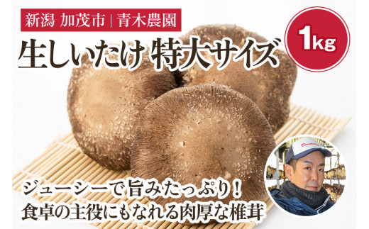 【2025年先行予約】生しいたけ 特大サイズ 約1kg（11～15個）《11月上旬から順次出荷》 品評会で金賞受賞！ きのこ しいたけ 椎茸 特大 食べ応えあるビッグサイズ 肉厚で旨味たっぷり！ 加茂市 青木農園