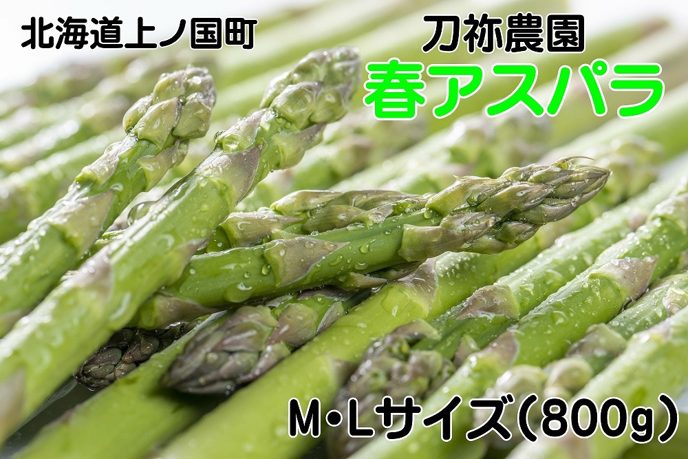 【2026年春発送】北海道上ノ国町産 刀祢農園の春アスパラ　M～L（800g） 北海道産　朝採れ　農家町送　グリーンアスパラ　春野菜　アスパラ　甘い　特産品