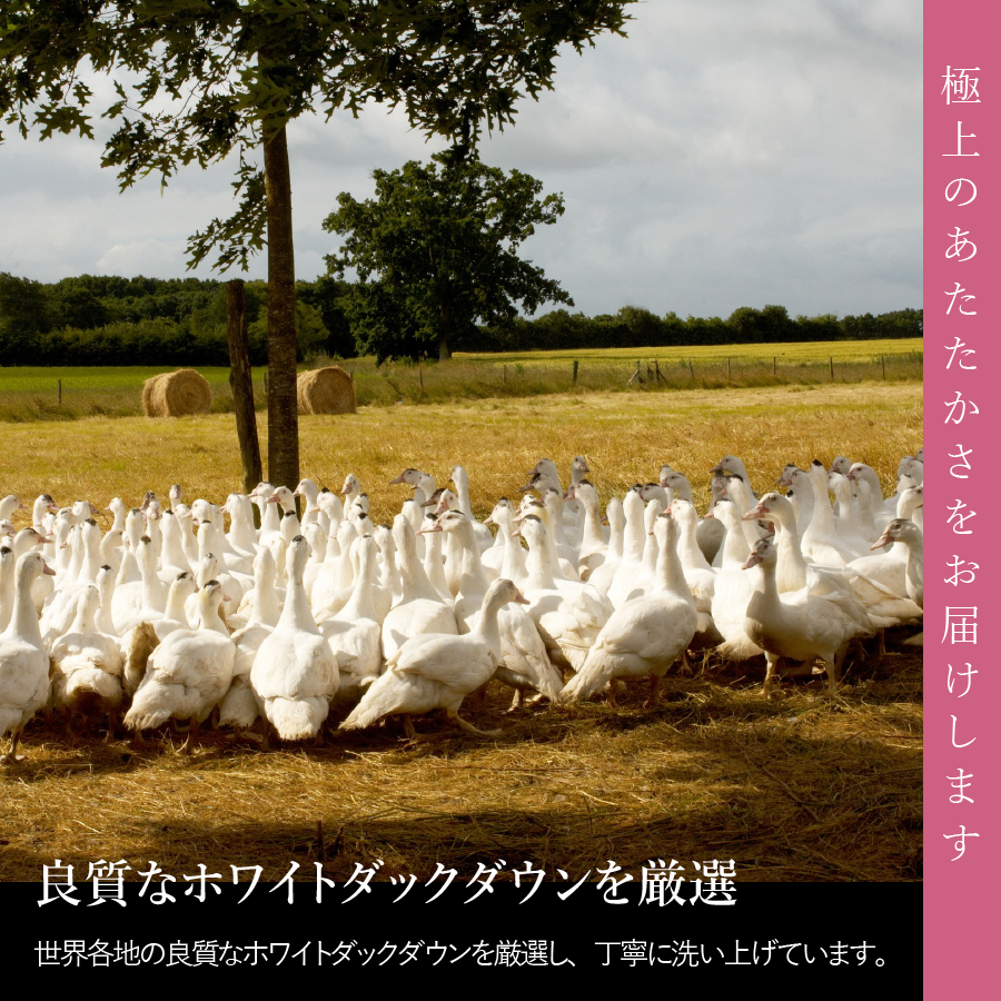 羽毛布団 肌布団 洗える羽毛肌掛けふとん（クイーン）【甲州羽毛ふとん】羽毛肌掛け布団 掛け布団【ガイアの夜明け】 Q:クイーン