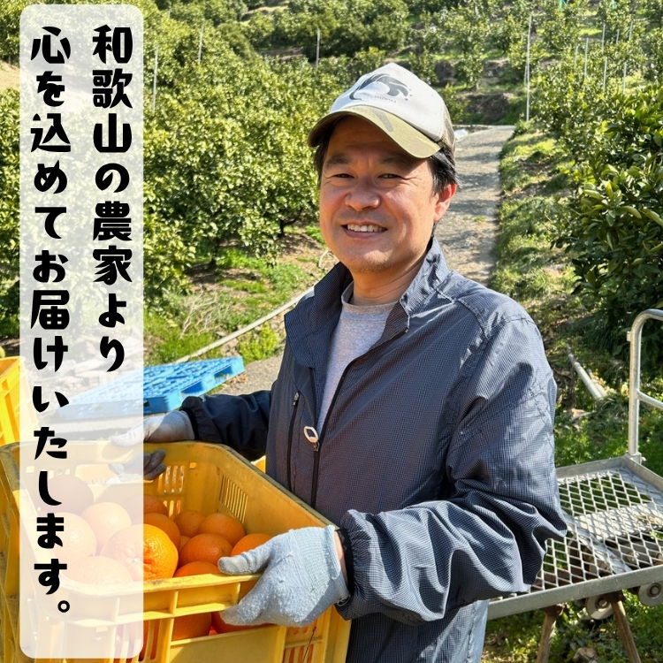 【特撰】セミノール 3kg+200g(補償分)｜ みかん 高級 くだもの 晩柑 柑橘 和歌山