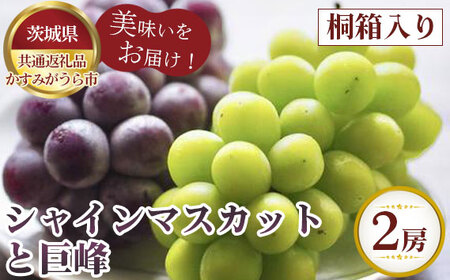 【先行予約】シャインマスカットと巨峰　桐箱入り2房【茨城県共通返礼品 かすみがうら市】 No.318