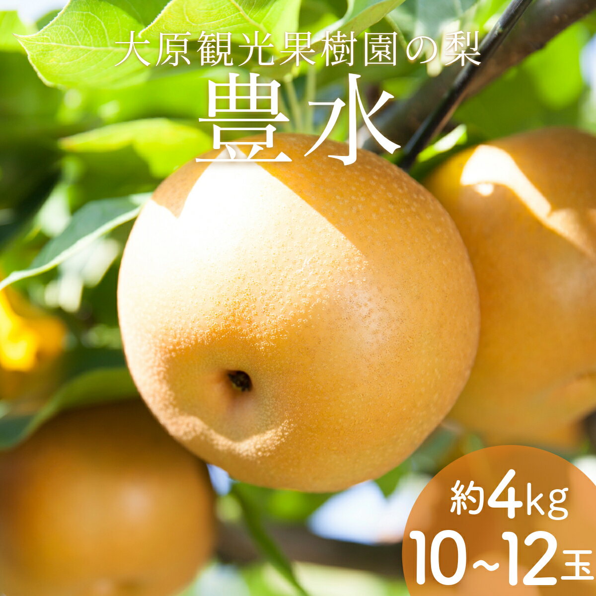 【ふるさと納税】【2025年先行予約】［大原観光果樹園］岡山県産 旬の梨（豊水）（約4kg 10～12玉）