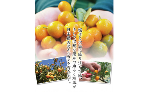 【フルーツ王国 和歌山県からお届け】串本大島のキンカン 3kg （2L～L）※2026年3月より順次発送　 金柑 きんかん 果実 フルーツ 国産 和歌山【jak100】