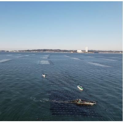 ふるさと納税 南知多町 【日間賀島】一番摘み焼海苔プレミアム |  | 03