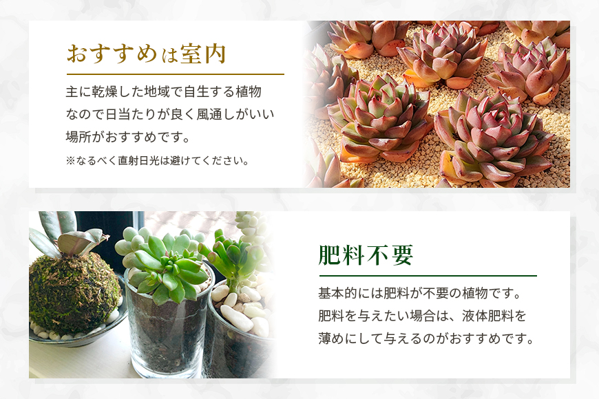 多肉植物 抜き苗 アソート 40セット 詰め合わせ 多肉植物 観葉植物 インテリア 寄せ植え 誕生日プレゼント オシャレ 多肉 観葉 おまかせ セット 植物 苗 種類 色々 ランダム 農園直送 栽培 