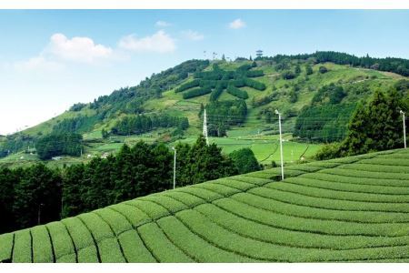 世界農業遺産認定・静岡の茶草場農法茶葉使用「あら茶・玄人作」100g×６袋セット新茶 ･令和7年5月末頃より発送 ②令和6年度産 今すぐ発送 ギフト箱入 三重大製茶 2102