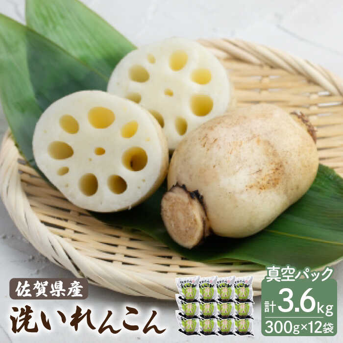 【ふるさと納税】 洗い れんこん 真空パック入り 300g×12袋（計3.6kg）【有限会社マルハ園芸】 レンコン 蓮根 根菜 野菜 白石町産 佐賀県産 [ICC004]
