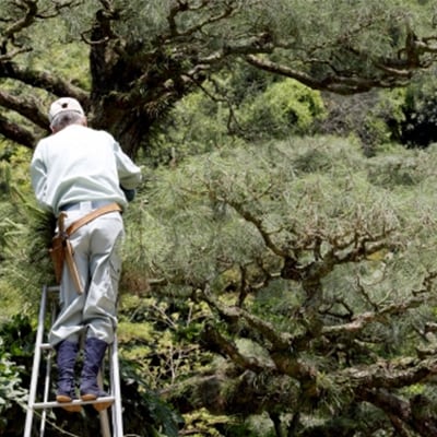 徳之島のご実家や知人宅のお庭の植木剪定サービス