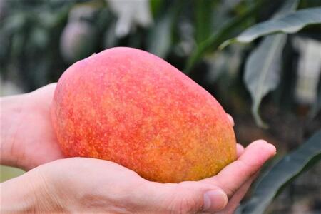 【2026年 先行予約】奄美完熟マンゴー 訳あり 家庭用 約1kg(2～3玉入り) 農家直送！