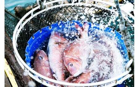 M292　紀州梅まだいのフィーレ（１尾分）