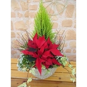 【先行予約】 花 クリスマス 寄植え テラコッタ ポインセチア ガーデニング ギフト 花鉢 冬 季節 ガーデン ガーデニング 庭 贈答 プレゼント ギフト 植物 2025年11月中旬より発送開始 オン
