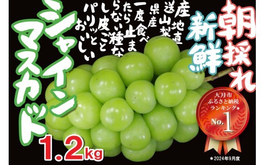 【2026年収穫分先行予約】 シャインマスカット 1.2kg ＼山梨県産 国産 ／ 特選 おすすめ 人気 予約 ギフト 産地直送 ぶどう 葡萄 果物 フルーツ くだもの シャイン マスカット お届け 贈答 新鮮 さんちゃんファーム