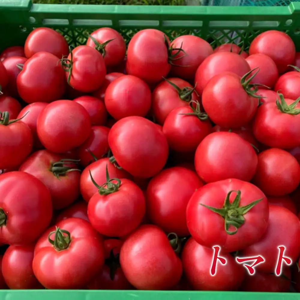 季節の野菜つめ合わせ【Mサイズ】　「ファーム和」 ／ 旬野菜 野菜セット 詰め合わせ 新鮮野菜 産地直送 おまかせ野菜 季節野菜 エコ農法 減農薬野菜 家庭用野菜 国産野菜 食べ比べ 料理好き サラダ