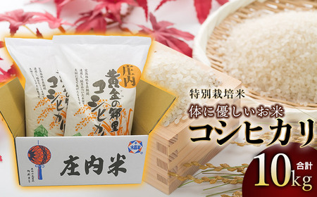 【令和7年産】特別栽培米 体に優しいお米・こしひかり10kg（5kg×2） 山形県庄内産　鶴岡米穀商業協同組合