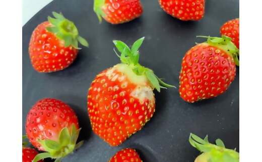 （小粒）農林水産大臣賞受賞農園からお届けする【訳アリ】かおり野　1kg (250g×4) /いちご イチゴ 苺 三重県 多気町 ISH-02