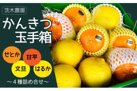 【先行予約】茨木農園「かんきつ玉手箱」 ～せとか・甘平・文旦・はるかの贅沢な詰め合せ～｜ 2026年2月下旬～3月発送予定 ｜柑橘詰め合わせ かんきつセット 柑橘食べ比べ せとか