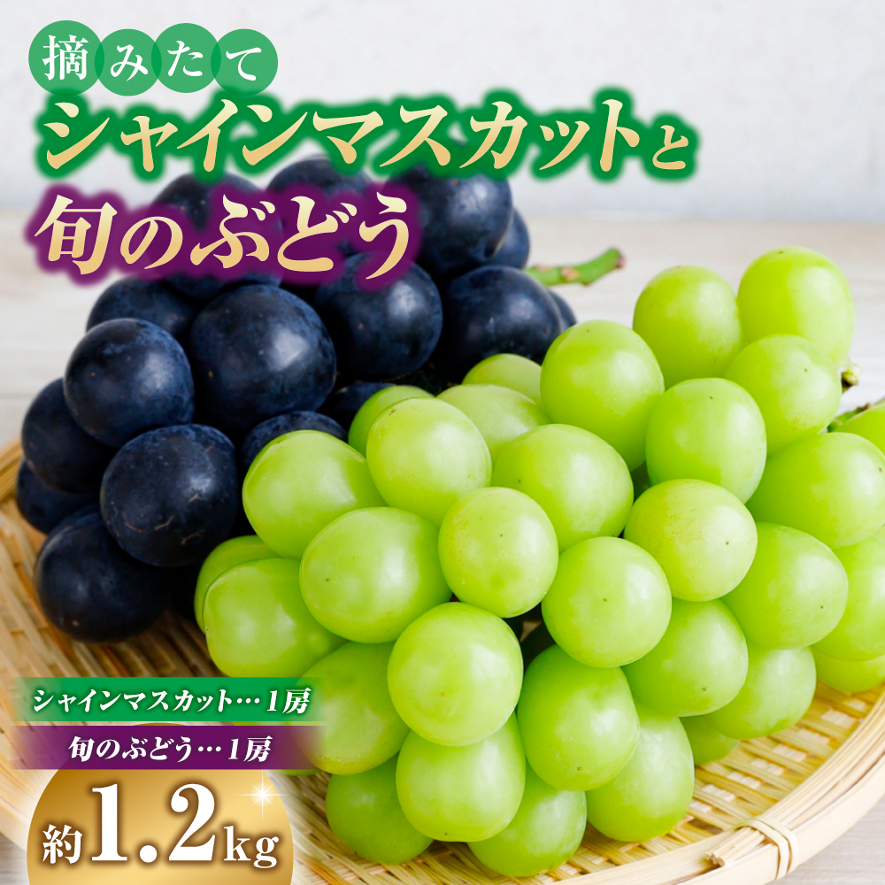 【令和8年発送】摘みたてシャインマスカットと旬のぶどう 1.2㎏程度（国産 フルーツ 果物 くだもの ブドウ シャインマスカット 2026 先行受付 贈答用 限定）