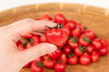 【先行予約／2026年2月下旬から発送】四万十育ち「狼桃」 糖度7度以上 無選別ミニミニ（約1.5kg） Fdf-13 フルーツ トマト とまと 野菜 数量限定 期間限定