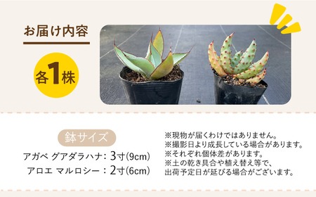 アガベ グアダラハラナ ＆ アロエ マルロシー 各1株 Agave guadalajarana ＆ Aloe marlothii&nbsp;長与町/アグリューム[EAI201]