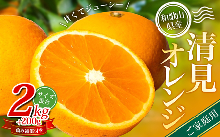 【家庭用】 森本農園の手選別 清見オレンジ 約2kg +200g傷み補償付 和歌山県産 サイズ混合 【北海道・沖縄・離島配送不可】※2025年2月上旬～5月中旬頃順次発送【RN21】 / 柑橘 ご家庭用 期間限定 由良町 果物 フルーツ 和歌山県【mrmt021】