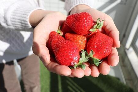 【2026年3月出荷予定】完熟 あまおう イチゴ 280g×4パック(約1120g)＜配送不可：北海道、沖縄県、離島＞