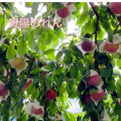 ふるさと納税 南アルプス市 【2026年発送/先行受付】すもも貴陽大玉　3kg(1.5kg×2箱) |  | 01