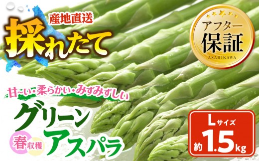 春収穫グリーンアスパラLサイズ（500g×3）約1.5kg（2027年6月上旬から発送開始予定）【 アスパラ アスパラガス 朝採り とれたて 野菜 旬 小分け 保存 産直 産地直送 お取り寄せ 旭川市 北海道 】_05530