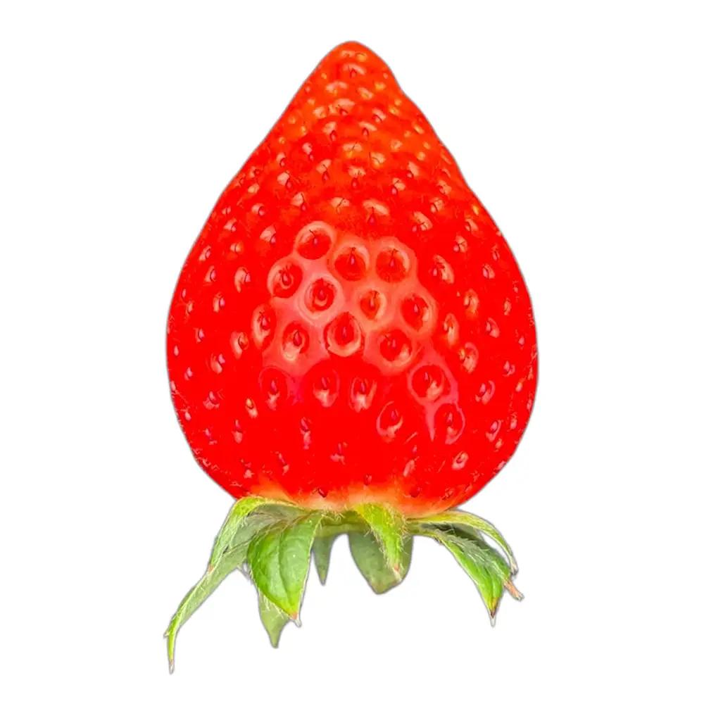 【先行予約】MIYA FARM いちご（品種：かおりの）12粒入り×2パック 合計 24粒 ※北海道・沖縄・離島への配送不可 ※2026年12月中旬～2027年5月下旬頃に順次発送予定