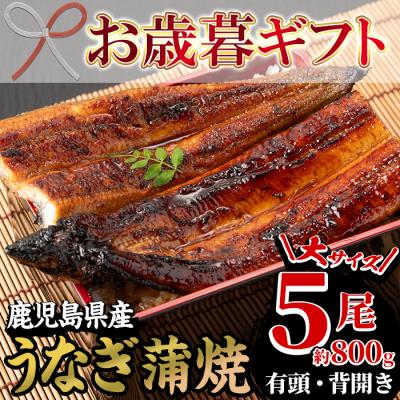 ふるさと納税 いちき串木野市 【令和7年お歳暮対応】厳選!国産(鹿児島県産)うなぎ蒲焼 大5尾 約800g
