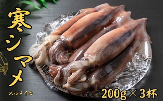 【朝どれスルメイカ丸ごと3本】寒シマメ スルメイカ 200g×3杯 冷凍 刺身 個包装 捌き方説明書付き（ いか 烏賊 イカ スルメ ） 年末年始 お正月 御歳暮 ギフト 12月24日までのご注文で年内発送