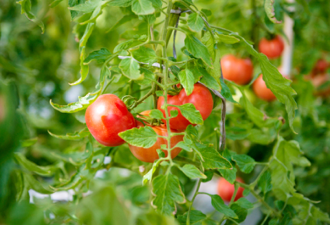 A-198 朝採れ地元  野菜おまかせセット