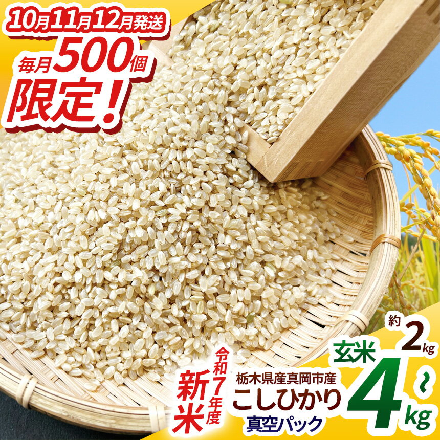 【ふるさと納税】【先行予約】いちご農家さん応援米！令和7年度新米 真岡市産こしひかり（玄米真空パック) 約2kg～約4kg 選べる内容量発送月 | 新米 こしひかり 真空 パック 米 お米 玄米 限定 ふるさと納税 数量限定 農家直送 健康志向 弁当 栃木県 真岡市 送料無料