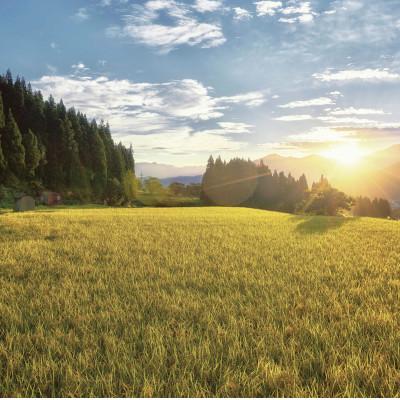 ふるさと納税 南魚沼市 6年連続金賞　南魚沼産コシヒカリ5kg　栽培期間中農薬化学肥料不使用 |  | 03