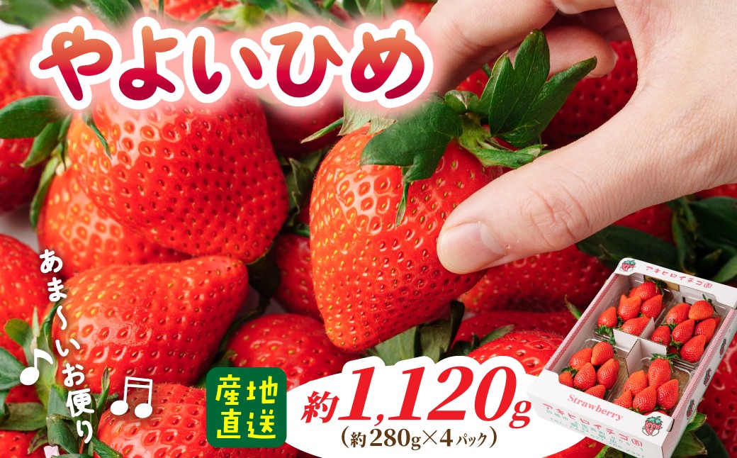 
            【2026年 先行予約】 いちご やよいひめ 約280g×4パック (箱入り) 合計1120g | イチゴ 苺 朝採れ やみつき高品質 たっぷり 贈答用 新鮮 完熟 いちご 旬 苺 ストロベリー 高級 産地直送 果汁 甘い あまい 人気 高評価 高糖度 ごほうび プレゼント 群馬県 前橋市
          