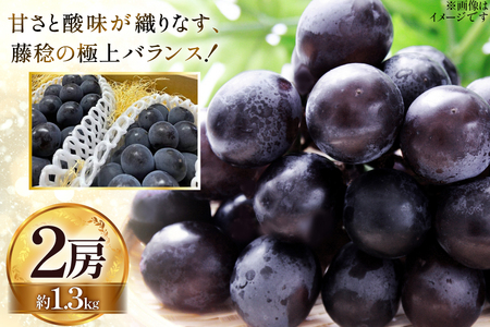 【期間限定発送】 大粒ぶどう 藤稔 2房 約 1.3kg [Ｈinataぶどう園 山形県 高畠町 tk06ayt190009]