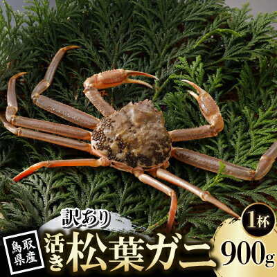 【ふるさと納税】【先行予約】鳥取県産 訳あり 活 松葉がに 900g×1杯(中村商店)2026年11月発送【配送不可地域：離島・北海道・沖縄県・東北・信越、北陸】【1653947】