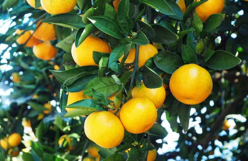 【先行予約・年内配送】令和7年12月中出荷/荒木一番みかん約5kg _1271R-1