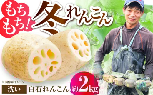 【年内配送】土壌からこだわった白石町産洗いれんこん約2kg【野中農園】佐賀県産 農家直送 直送 白石れんこん レンコン 蓮根 根菜 野菜 白石町産 高品質 九州 佐賀県 白石町 [IDC005]