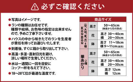 【年6回定期便】ミディ胡蝶蘭 KouBou 4種  ミディ胡蝶蘭 華あかり 2種 2本立ち  花 お花 植物 蘭 洋蘭 ラン インテリア  アレンジ アレンジメント 鑑賞 観賞用 贈答用