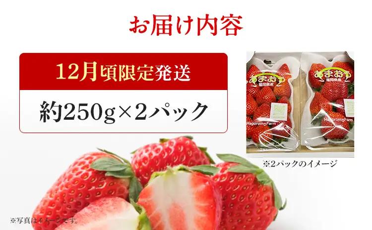 いちご   産地直送　福岡県産あまおういちご　エコ農産品 (約250g×2パック)  【12月頃限定発送予定】 ※北海道・沖縄・離島は配送不可  いちご