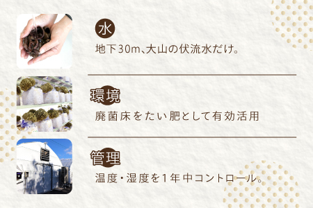 HO03：鳥取県産オーガニックきのこバラエティセット